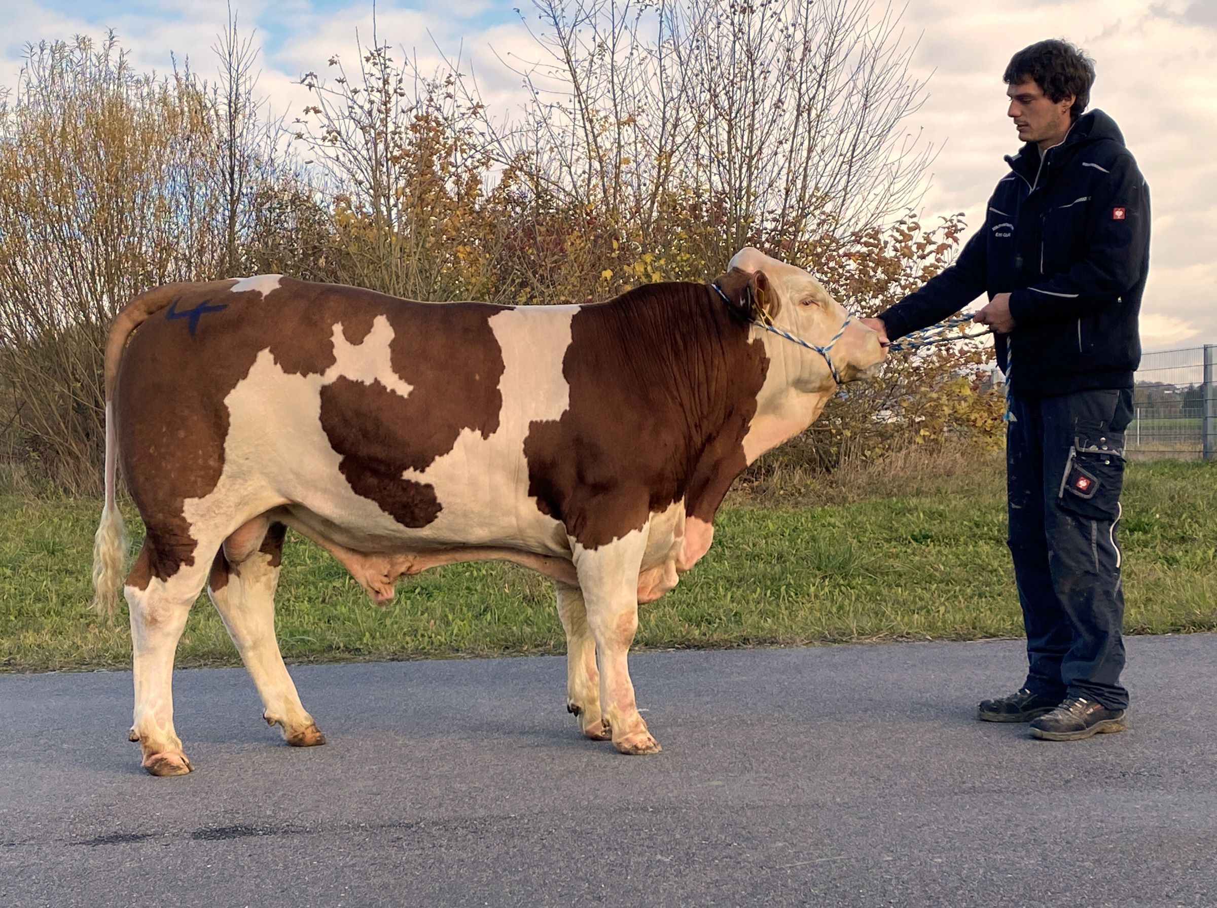 Großviehmarkt am 08.11.2023