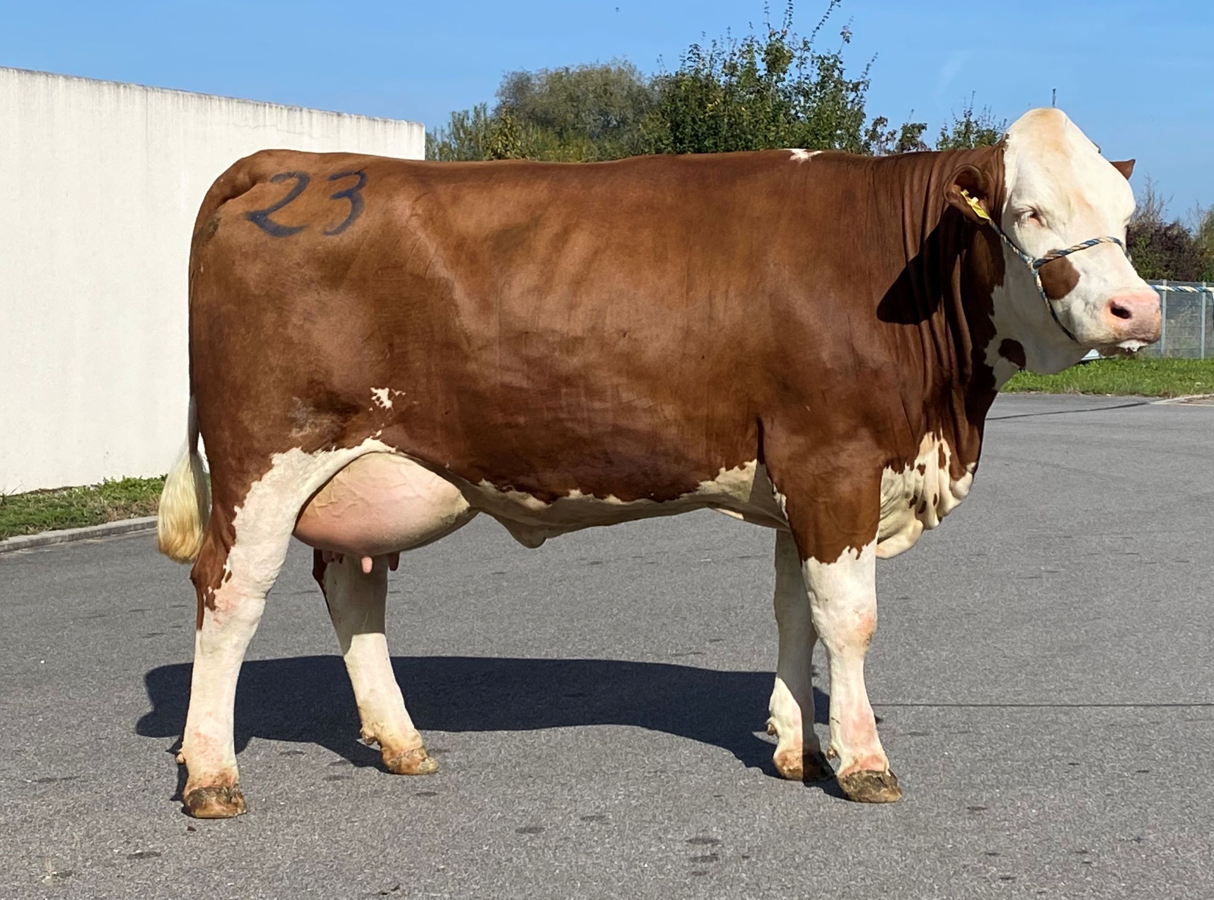 Großviehmarkt am 11.10.2023