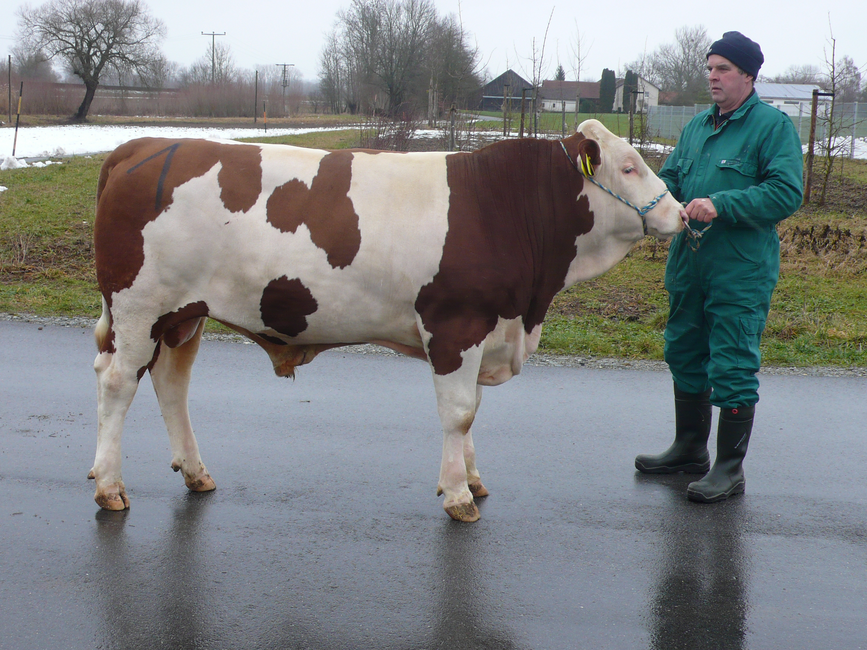Großviehmarkt am 09.01.2019